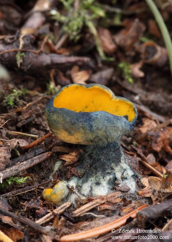 krasočíška žlutá, Caloscypha fulgens (Houby, Fungi)